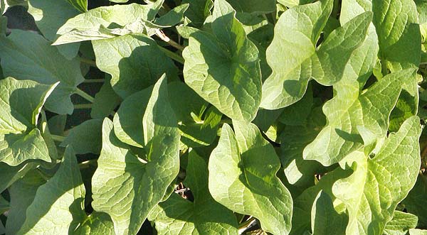 Yummy Good King Henry Leaves
